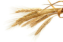 Obraz Farma Pšeničné klasy